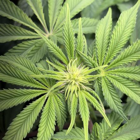 #10 - Eternity Grow Cup 2025 - Runtz