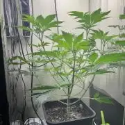 #16 - Sticky Broccoli: Eternity Cup 2026