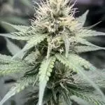 #13 Skywalker OG (Zamnesia Seeds)