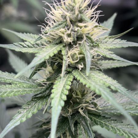#13 Skywalker OG (Zamnesia Seeds)