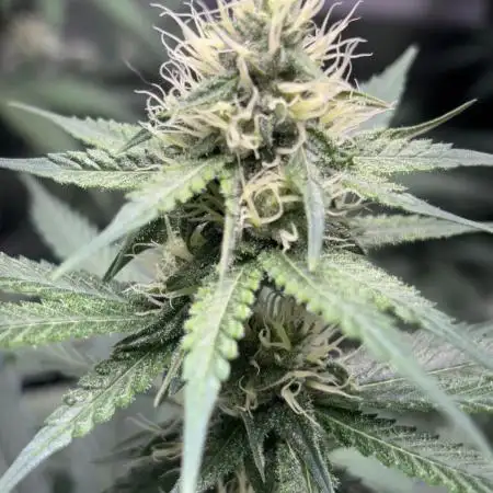 #13 Skywalker OG (Zamnesia Seeds)