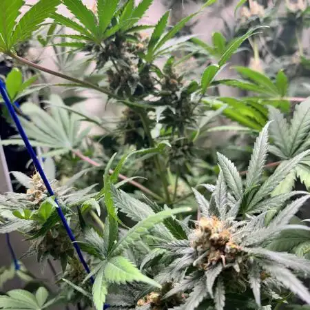 #12 - Barney's Lemon Tree