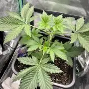 #16 - Sticky Broccoli: Eternity Cup 2026