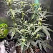 #20 - [Auto] Blueberry Crumble