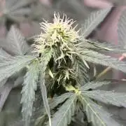 #18 - [Auto] F1 Hyperion - RQS