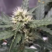 #20 - [Auto] Blueberry Crumble