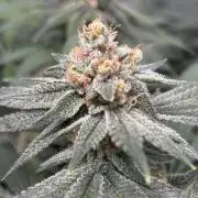 #17 Monster Bud Kush
