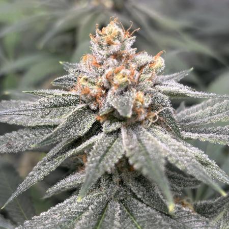 #17 Monster Bud Kush