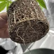 #15 Zamnesia Variety Grow