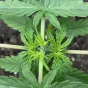 #18 - [Auto] F1 Hyperion - RQS