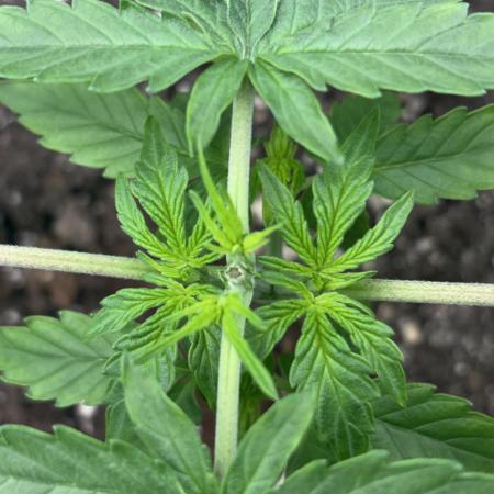 #18 - [Auto] F1 Hyperion - RQS