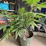 #14 - Barney's LSD Feminsed