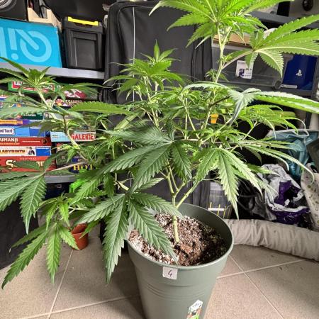 #14 - Barney's LSD Feminsed