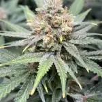 #13 Skywalker OG (Zamnesia Seeds)