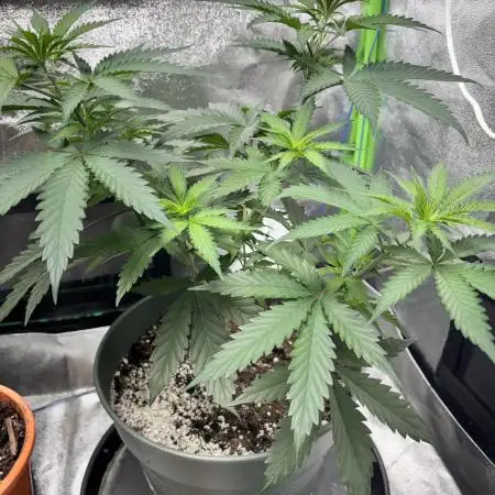 #14 - Barney's LSD Feminsed