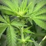#13 Skywalker OG (Zamnesia Seeds)