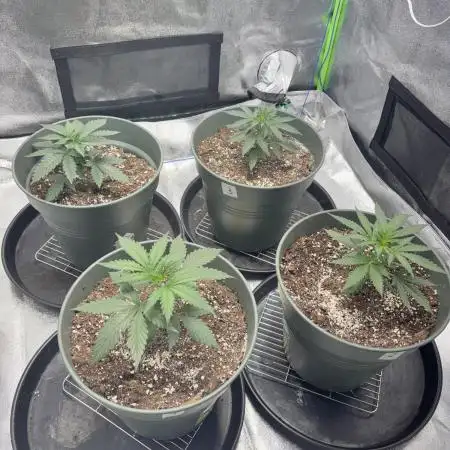 #13 Skywalker OG (Zamnesia Seeds)