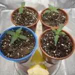 #13 Skywalker OG (Zamnesia Seeds)