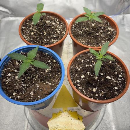 #13 Skywalker OG (Zamnesia Seeds)