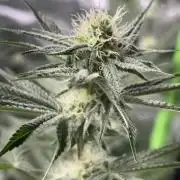 #15 Zamnesia Variety Grow