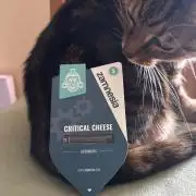 #21 - [Auto] Critical Cheese