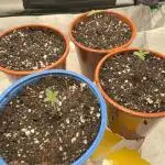 #13 Skywalker OG (Zamnesia Seeds)