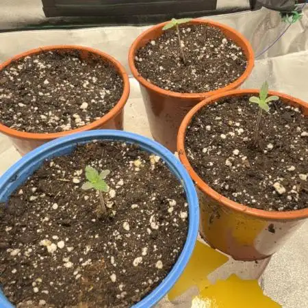 #13 Skywalker OG (Zamnesia Seeds)