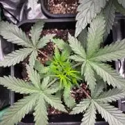 #21 - [Auto] Critical Cheese