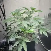 #16 - Sticky Broccoli: Eternity Cup 2026