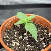 #15 Zamnesia Variety Grow