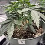 #14 - Barney's LSD Feminsed