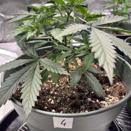 #14 - Barney's LSD Feminsed