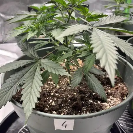 #14 - Barney's LSD Feminsed