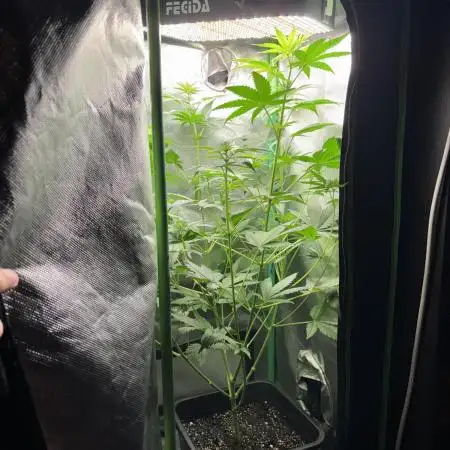 #12 - Barney's Lemon Tree