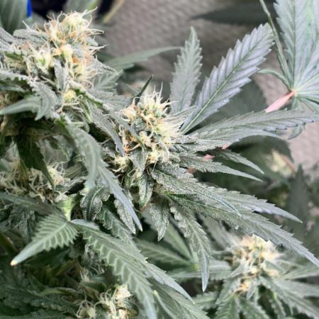 #12 - Barney's Lemon Tree