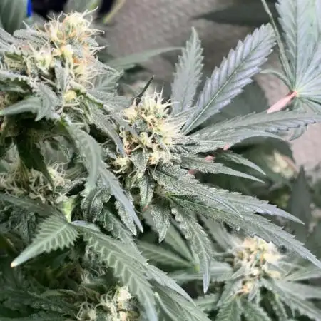 #12 - Barney's Lemon Tree
