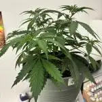 #14 - Barney's LSD Feminsed