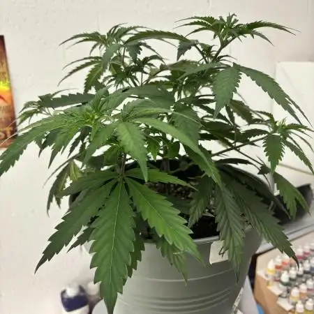 #14 - Barney's LSD Feminsed
