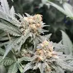 #12 - Barney's Lemon Tree