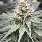 #13 Skywalker OG (Zamnesia Seeds)
