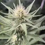#15 Zamnesia Variety Grow