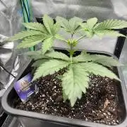 #16 - Sticky Broccoli: Eternity Cup 2026