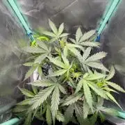 #21 - [Auto] Critical Cheese