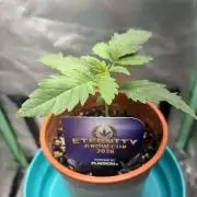 #16 - Sticky Broccoli: Eternity Cup 2026