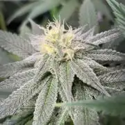 #17 Monster Bud Kush