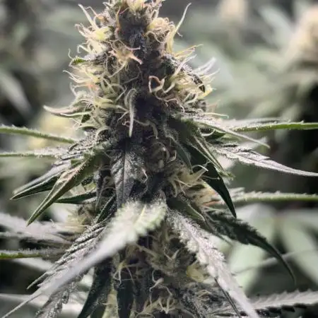 #14 - Barney's LSD Feminsed