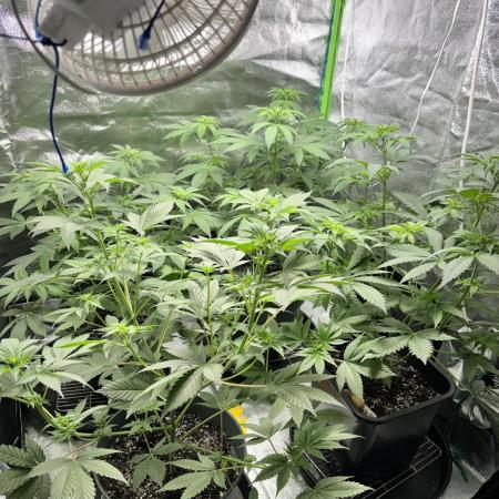 #15 Zamnesia Variety Grow