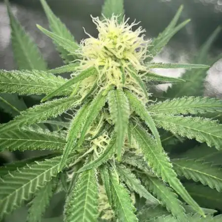 #13 Skywalker OG (Zamnesia Seeds)