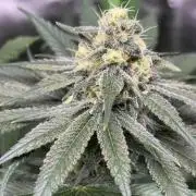 #17 Monster Bud Kush