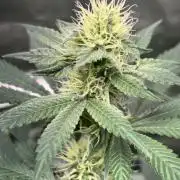#15 Zamnesia Variety Grow